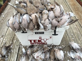 Dove Hunts