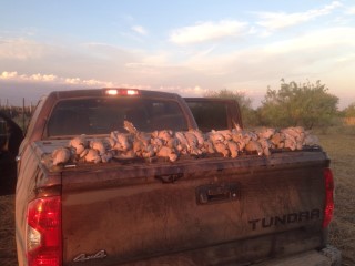 Dove Hunts