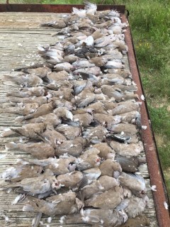 Dove Hunts