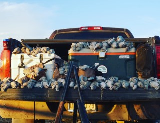 Dove Hunts