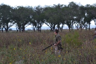 Dove Hunts