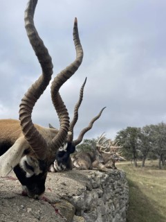 Exotic Hunts