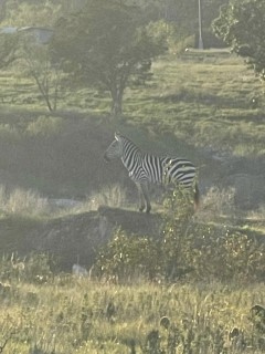 Exotic Hunts