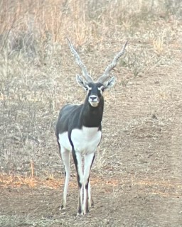 Exotic Hunts