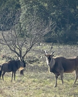 Exotic Hunts