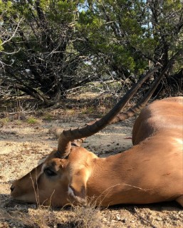 Exotic Hunts