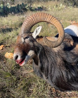 Exotic Hunts