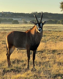 Exotic Hunts