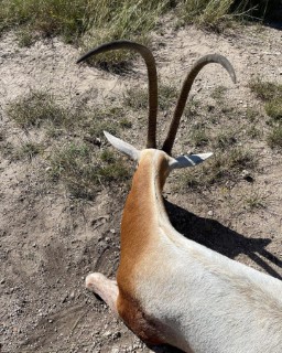 Exotic Hunts