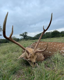 Exotic Hunts