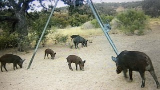 Hog Hunts