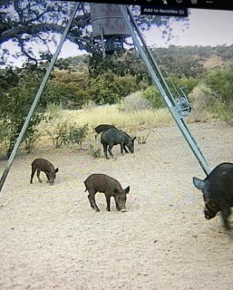 Hog Hunts