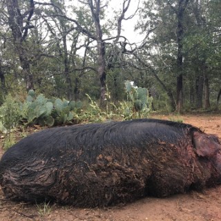 Hog Hunts