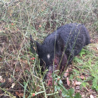 Hog Hunts