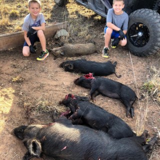 Hog Hunts