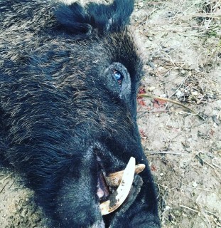 Hog Hunts