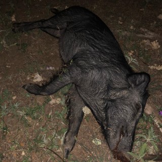 Hog Hunts