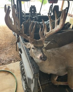 Whitetail Hunts
