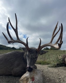 Whitetail Hunts