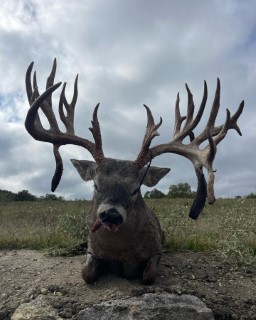 Whitetail Hunts