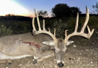 Whitetail Hunts