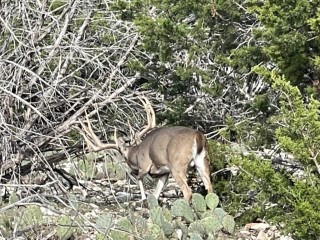 Whitetail Hunts