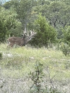 Whitetail Hunts