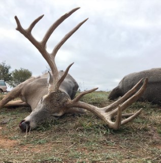 Whitetail Hunts