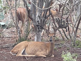 Whitetail Hunts