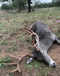 Whitetail Hunts