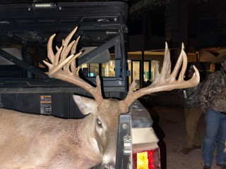 Whitetail Hunts
