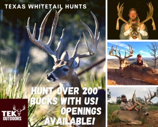 Whitetail Hunts