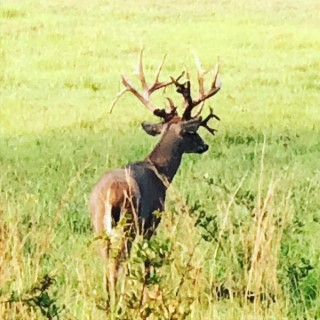 Whitetail Hunts